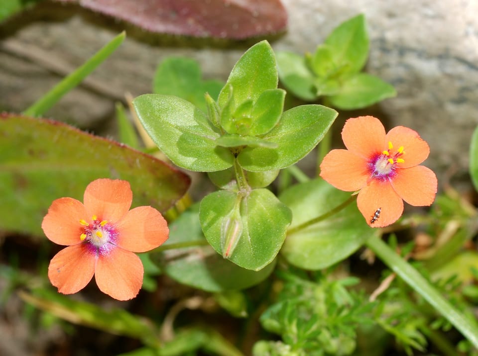 Literary firsts: The Scarlet Pimpernel